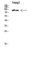 Cactin antibody