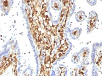 S100A4 antibody [S100A4/1482]