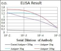 DLL4 antibody [4A11]