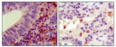 HCK antibody [3D12E10]