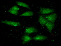 ALDH2 antibody [AT2C10]