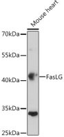 Fas Ligand antibody