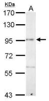 Pcdh8 antibody