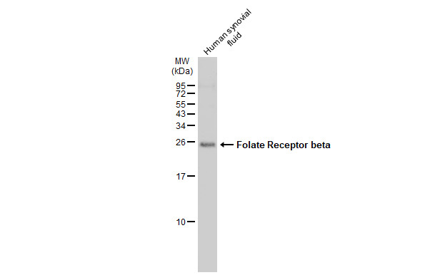 Folate Receptor beta antibody产品图