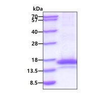 Dog IL5 protein, His tag (active)