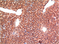 Caspase 3 antibody [5H10]