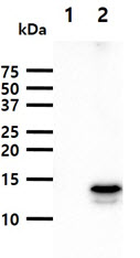 FABP9 antibody [AT13F9]