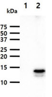 FABP9 antibody [AT13F9]