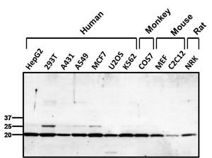 PRX I antibody