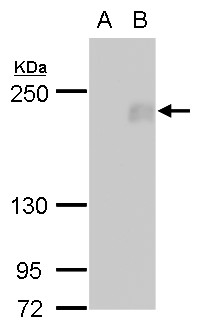 FIP200 antibody