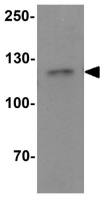 CRIM1 antibody