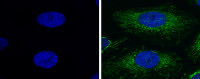 Fluoroshield&trade; with DAPI