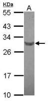 RFPL4B antibody [N2C3]