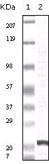 FGF2 antibody [2H5G2C11]
