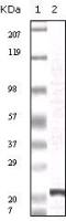 FGF2 antibody [2H5G2C11]