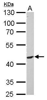 PI3 kinase p55 gamma antibody