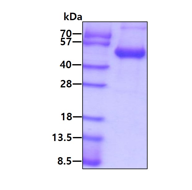 Human CD28 (ECD) protein, human IgG Fc tag and His tag