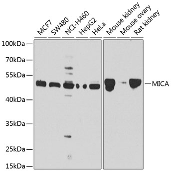 MICA antibody