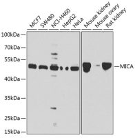 MICA antibody