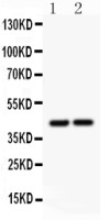 RUNX3 antibody