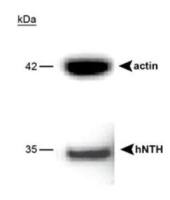 NTH1 antibody
