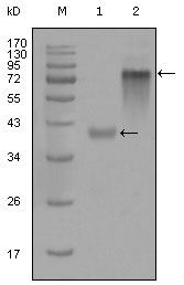 Cytokeratin 19 antibody [9H8G6]