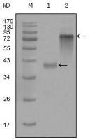 Cytokeratin 19 antibody [9H8G6]