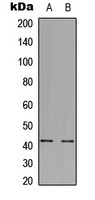 GPR85 antibody