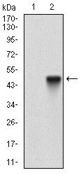 CD166 antibody [8E12C7]