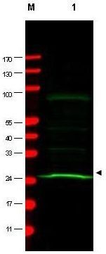 MAD2L1 antibody [17D10]