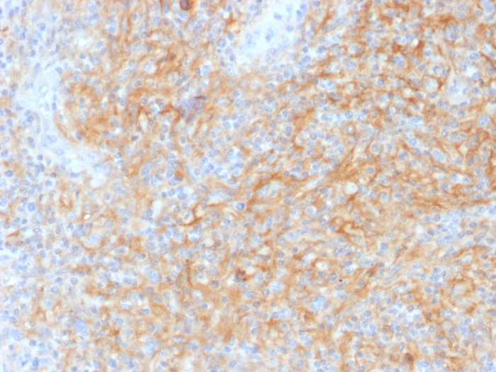 CD40 antibody [C40/1605]