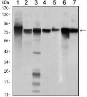 STAT5B antibody [5B3]