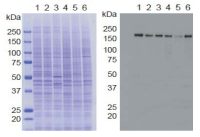 KDM5A / Jarid1A / RBBP2 antibody [9A6]