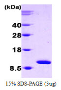 Human Cpn10 protein