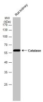 Catalase antibody