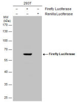 Firefly Luciferase antibody