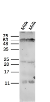 Kappa casein antibody