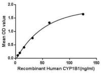 Human CYP1B1 protein, His tag