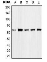FOXO4 (phospho Thr451) antibody