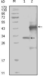 EphA4 antibody [7D3D4]