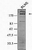 gp210 antibody, C-term