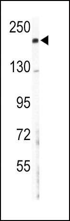 COL5A2 antibody, N-term