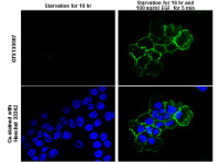 EGFR (phospho Tyr992) antibody