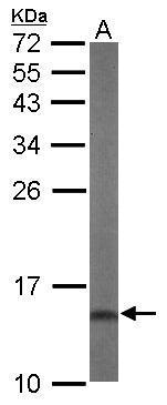 DUSP23 antibody [C1C3]