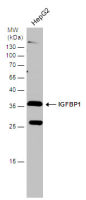 IGFBP1 antibody