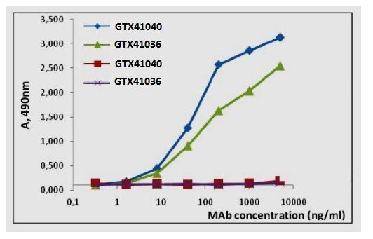 Influenza B virus Nucleoprotein antibody [B265M]