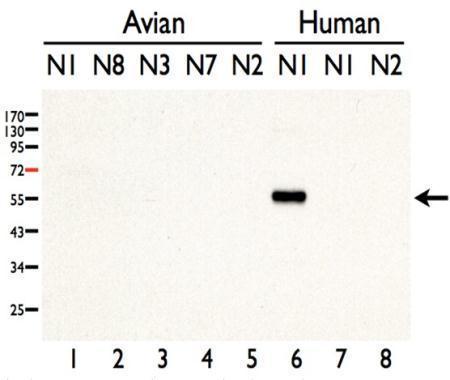Avian Influenza A virus H5N1 NA (Neuraminidase) antibody
