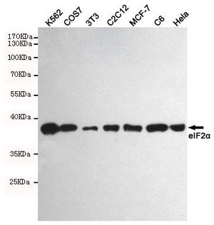 eIF2 alpha antibody [2E4]