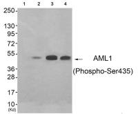 RUNX1 (phospho Ser435) antibody