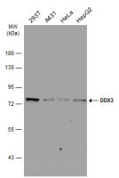 DDX3 antibody